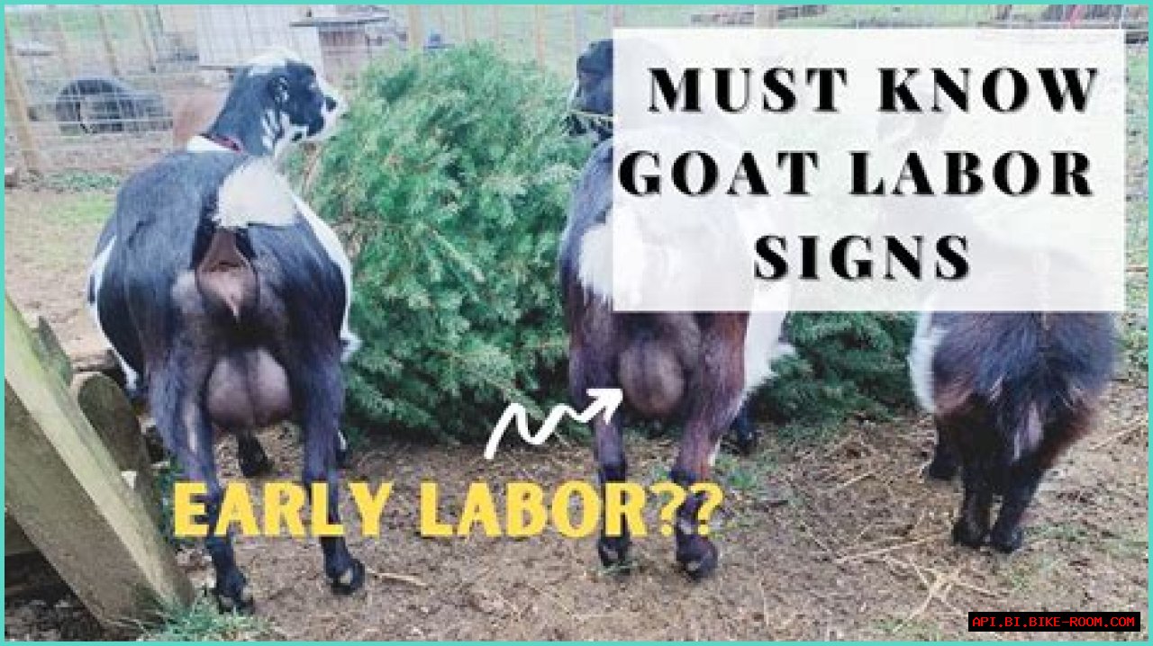 How To Know When Your GOAT Offer Is Accepted